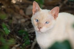 Cat White Animal