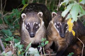 small mammalian animal