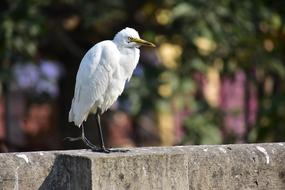 Bird White Heron Close