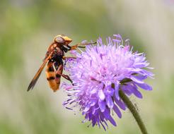 Hoverfly Forage Pollen