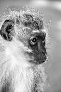 Monkey Mammal South Africa