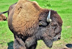 Bison Buffalo Horns American