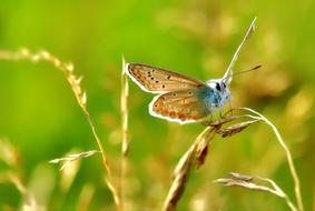 Common Blue Lycaenidae Butterfly