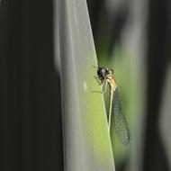 Insect Dragonfly Spring