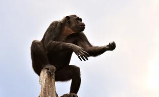 Chimpanzee Monkey Animal World