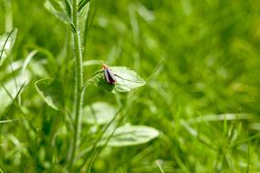 Green Insect Nature
