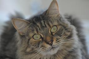 Cat Tabby Portrait