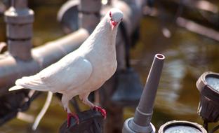 white pigeon with a red beak