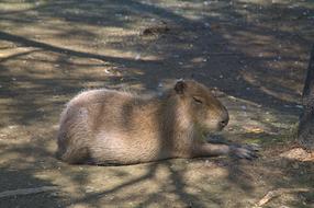 Capybara Zoo Resting