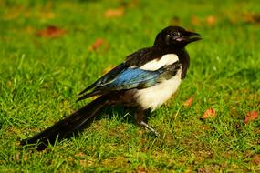 Magpie Eurasian Bird