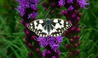 Butterfly Insect Nature