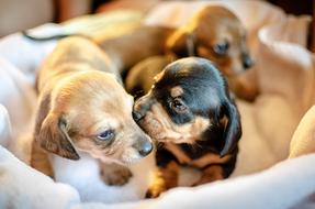 little puppies licking each other