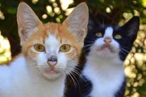 Animals Cat Young