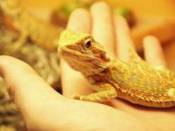 Reptile Bearded Dragon Lizard