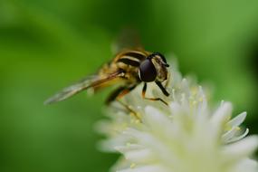 Hoverfly Syrphidae Helophilus