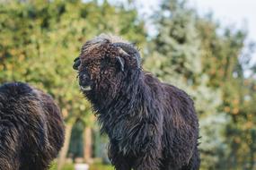 Sheep Black