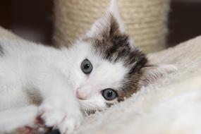 Cat Domestic Small