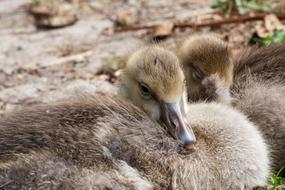 Wild Goose Chicks Greylag