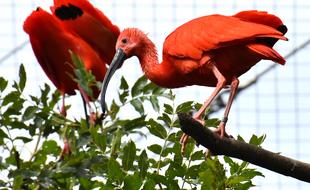 Ibis Eudocimus Ruber Scarlet
