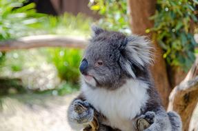 Koala Mammal Marsupial
