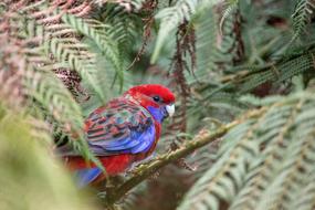 Rosella Bird Wild