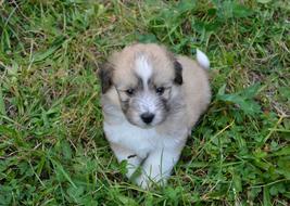 Puppy macro nature