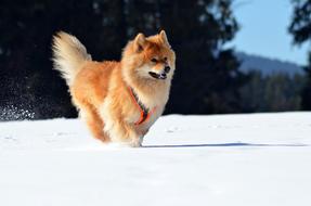 Eurasians Dog Pet