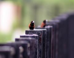 Bird Outdoor Natural