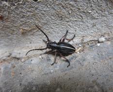 Beetle Insect Bug