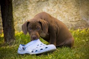 Dog Puppy Outdoors