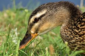 Mallard Close Up Duck