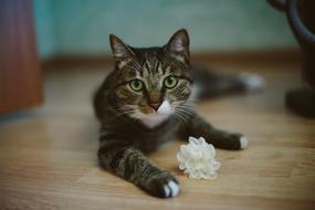 beautiful cat with a flower in its paw