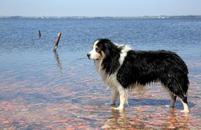 Border Collie Dog in Water