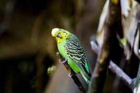 Bird Budgie Nature Animal