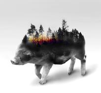 Pig Meat Animal