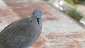 Dove Bird nature macro
