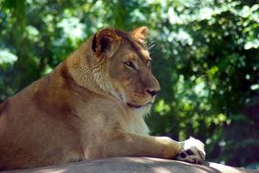 lioness lying on a rock