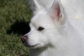 Spitz Pets Dog Canine