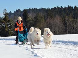 Samoyed Dog Sled Snow