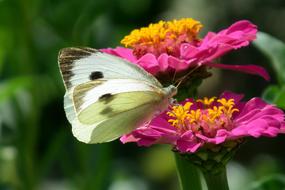 butterfly big flower