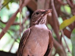Bird Nature Fauna