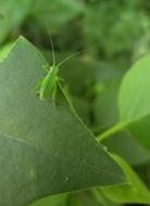 Grasshopper Leafhopper Insect