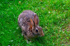Rabbit Bunny Animal