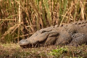Brookgreen Gardens Alligator Park