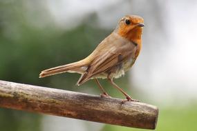 Robin Bird Songbird