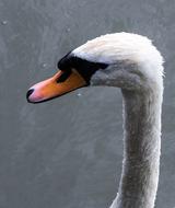 Swan Bird Water