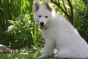 a fluffy white dog looks into the camreu