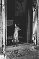 Dog Cuba Travel