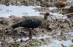 Bird Red-Naped Ibis Pseudibis