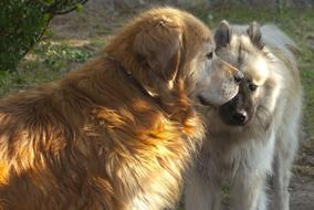 fluffy dogs walk